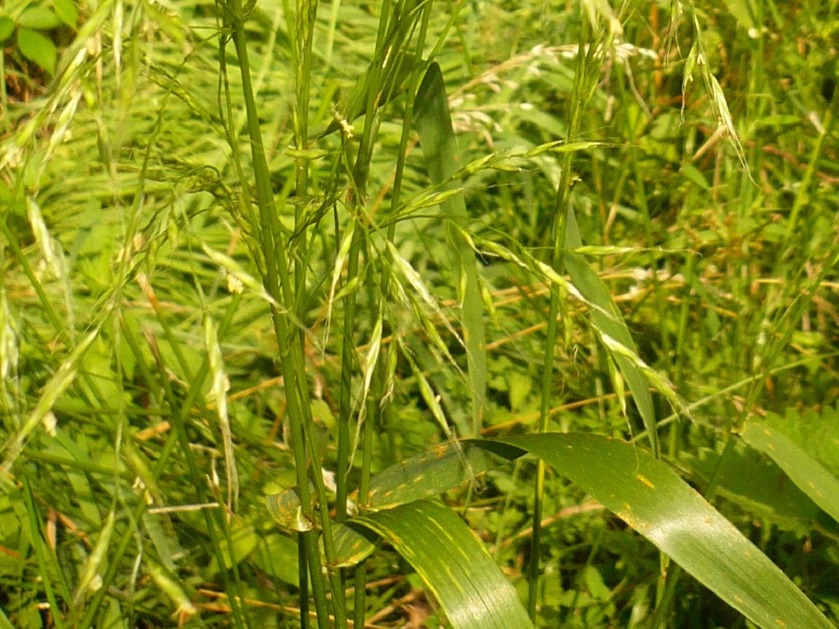 Schedonorus giganteus (Poaceae)